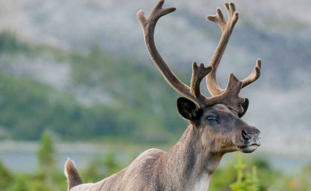 CLFN CARIBOU GATHERING