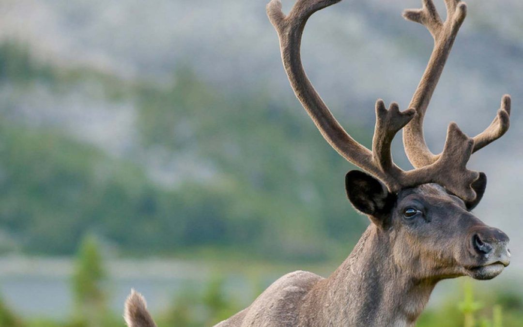 Cold Lake First Nations stand with caribou