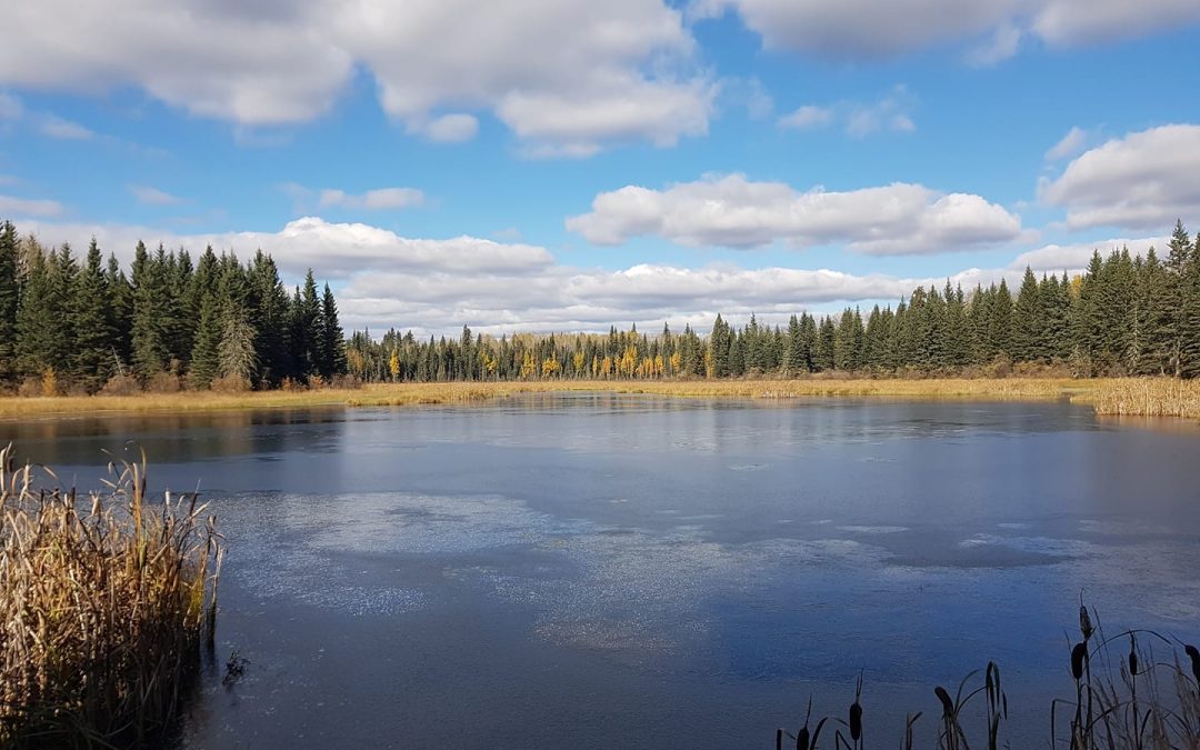 The First Nations Labour and Employment Development (FNLED) Survey