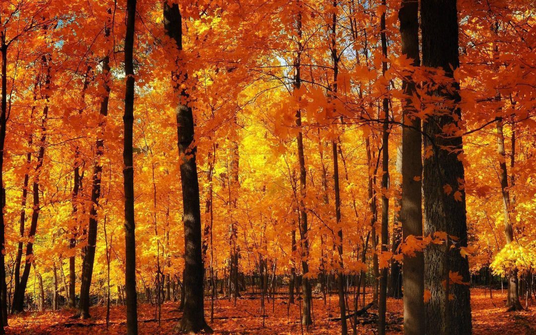 CLFN launches new Guardian Program